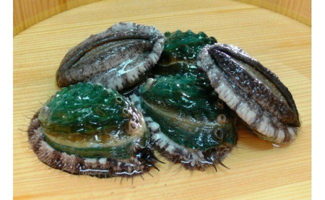 やわコリ食感紀州活アワビ【19-20個入】｜ 海産物 海鮮 魚介類 鮑 おかず あわび 高級食材 養殖 国産 産地直送 鮮貝 美浜町