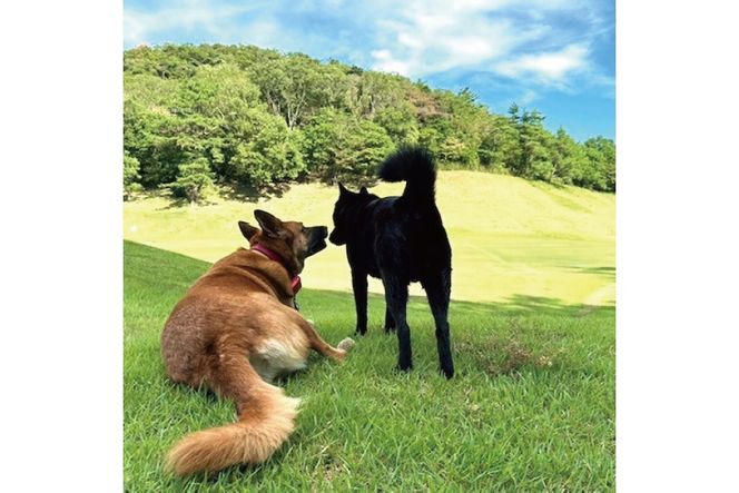 サンロイヤルゴルフクラブ 平日 1名様 プレー券 [ サンロイヤルGC ゴルフ 加東市 兵庫県 関西 ゴルフ場 ] ゴルフ場利用券 社会人 大人 趣味 スポーツ 美しいコース フラット ワイド 