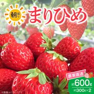 朝摘み 完熟 まりひめ いちご 約300g×2パック (合計約600g)_AB7334