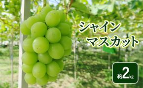 【2026年9月～発送】シャインマスカット約2kg フルーツ 長野県