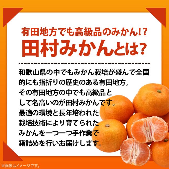 AB7307_【2026年先行予約】プレミアムブランド 田村みかん Mサイズ 秀品 約5kg  和歌山県産 蜜柑 ミカン フルーツ 果物 ギフト お歳暮 完熟