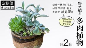 寄せ植え 多肉植物 【 半年に1回お届け（全2回お届け）】 植物 観葉植物 インテリア 多肉 定期便