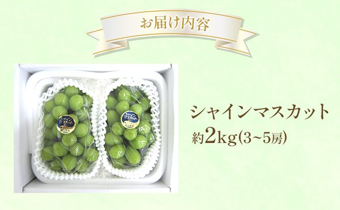 ぶどう 2026年 先行受付 シャインマスカット 約2kg  (3～5房) フルーツ 果物 岡山 赤磐市