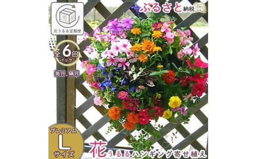 A059【ふるさと納税】花 定期便 花うるる ハンギング 寄せ植え プレミアムコース【全6回】 (サブスク ハンギングバスケット 屋外 春 夏 秋 冬 母の日 定期購入 ギフト フラワー 玄関 プレゼント 通販 鉢植え おしゃれ 玄関 ガーデニング フラワーギフト 完成品 花苗 寄植え 園芸 お花