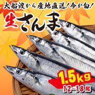 さんま 約1.5kg 12尾～18尾 冷蔵 鮮秋刀魚 期間限定 [発送:2025年9月～2025年11月下旬] 三陸 岩手 大船渡市 [kama015]	