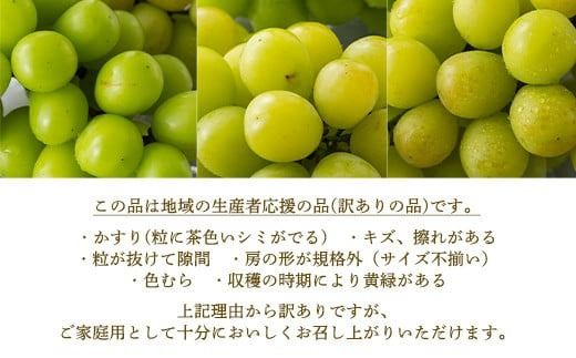 FYN9-914 ≪2026年先行予約≫ご家庭用 山形県 シャインマスカット約1.6kg(2～4房) 2026年9月上旬から順次発送 種なしぶどう 葡萄 ブドウ マスカット 果物 くだもの フルーツ 秋果実 産地直送 訳あり ワケアリ 自宅用 家庭用 農家 農業者 支援品 山形県 西川町 月山