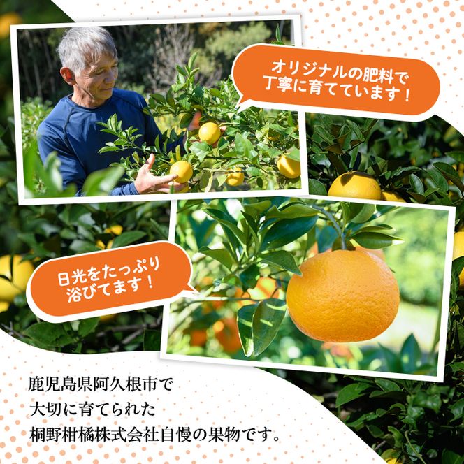 ＜先行予約受付中！2027年1月上旬以降順次発送予定＞数量限定！紅さわ香(10kg) 国産 鹿児島県 阿久根市 果実 果物 フルーツ 柑橘 紅甘夏 みかん ミカン 期間限定 数量限定【桐野柑橘株式会社】akn070-03