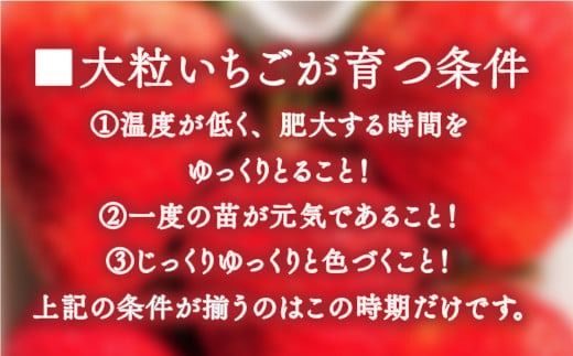 【先行予約】　厳選大粒あまおう(4パック) 　※2025年2月上旬〜4月中旬にかけて順次出荷予定　MY009