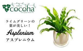 ライムグリーンの葉が美しい！『 アスプレニウム 』 糸島市 / cocoha 観葉植物 [AWB027] 観葉植物 グリーン 緑 インテリア 雑貨 暮らし 植物 室内 おしゃれ ギフト