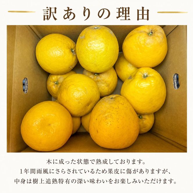 木成り 追熟 訳あり 愛南ゴールド 9kg+傷み保証分1kg 合計約10kg 河内晩柑 柑橘 フルーツ 果物 蜜柑 みかん くだもの mikan 家庭用 傷 不揃い 樹上 熟成 サイズミックス かわち ばんかん かんきつ 和製 グレープフルーツ デザート 果実 果汁 甘い ジューシー おいしい 特産品 国産 農園 直送 産地 直送 資格 大学 イノベーター エニシトラス 愛媛県 愛南町 