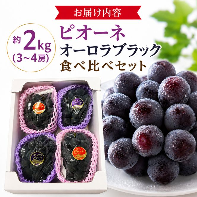 ぶどう ピオーネ オーロラブラック 約2kg 3～4房 食べ比べ セット 高梁市産 2027年 先行予約 葡萄 ブドウ うめづぶどう園