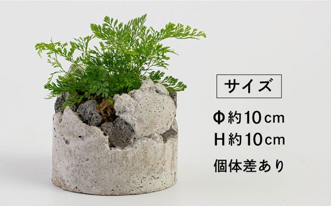 TERAYAMA ZOEN オリジナルコンクリートポット（植物付き） 糸島市 / NIWAMO 鉢 観葉植物[AIO001] 鉢植え プランター インテリア 室内 玄関 観葉植物 植木 鉢 植物 グリーン