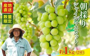 【2026年8月以降発送 先行予約】 シャインマスカット 2房 約1kg 産地直送 数量限定 マスカット フルーツ 果物 国産 静岡県 藤枝市