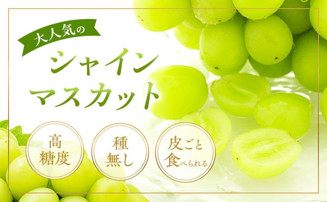 ぶどう 2026年 先行予約 シャイン マスカット 晴王 1房 650g以上 2026年6月下旬～7月下旬発送分 ブドウ 葡萄 岡山県 赤磐市産 国産 フルーツ 果物 ギフト 赤坂青空市 シャインマスカット 