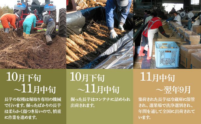 北海道 十勝の大地が育てたシャキシャキ食感と強い粘り 幕別産 長いも Lサイズ 5kg ［木川商店］【 長いも 長芋 ながいも ナガイモ とろろ 芋 いも 野菜 10kg 5kg  産地直送 旬 濃厚 北海道 十勝 幕別 】 