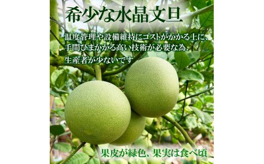 【先行予約】水晶文旦 ご家庭用お得箱 約６kg Mサイズ～４Ｌサイズ（12～１６個入り）〈2026年10月上旬～11月上旬頃発送〉訳あり ワケあり 訳 傷 キズ へこみ 文旦 ブンタン ぶんたん 水晶文旦 果物 柑橘 フルーツ 家庭用 ご自宅用【白木果樹園】 [BQAI022]