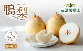 梨 2026年 先行予約 鴨梨（ヤーリー）5～10玉 合計約3kg 贈答箱 【11月下旬～12月中旬頃発送】ナシ なし 岡山県産 国産 フルーツ 果物 ギフト 石原果樹園 ヤーリー 