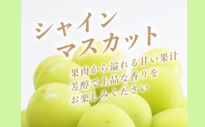 【2025年　先行予約】山梨県産　シャインマスカット1房（500g以上） GA004