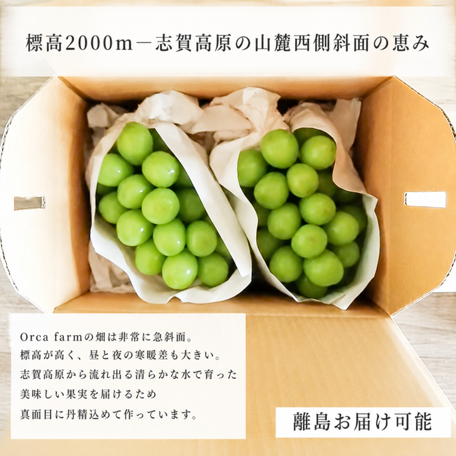 【2026年12月～発送】冷蔵貯蔵 シャインマスカット 2房 約1kg ぶどう ブドウ 葡萄 マスカット 果物 フルーツ 長野県 長野 山ノ内町