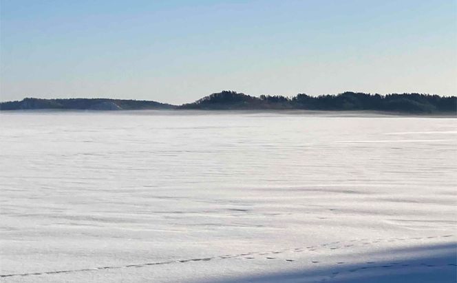 先行予約 2027年2月発送  北海道 厚岸産 丸干しコマイ 190g×4パック ソウルフード 魚貝類 干物 焼魚 おつまみ 冷凍 厚岸湖 天日干し 焼くだけ おかず 