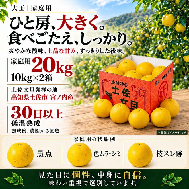 土佐文旦 大玉 20kg (10kg×2箱) 家庭用 日本ギフト大賞受賞 文旦発祥の地 園主こだわり 3L～2L 高知県土佐市産 高知県産 国産 20キロ ぶんたん ブンタン みかん 柑橘類 高級フルーツ 果物 産地直送 お取り寄せ ギフト 季節限定 先行予約 やの一果彩[BQAC008]