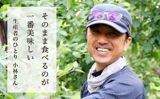 シナノゴールド 約5kg 12～18玉 ［小布施屋］ りんご 林檎 リンゴ 果物 フルーツ 令和7年産【2025年10月下旬～11月下旬発送】 ［A-10］