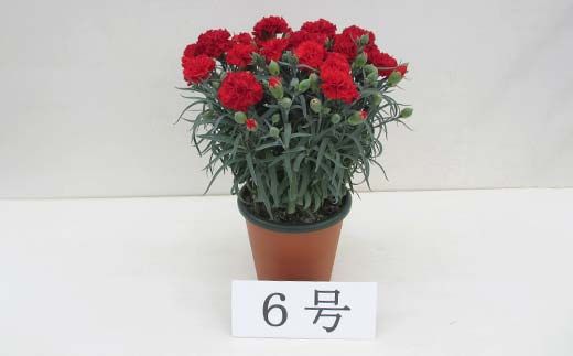 カーネーション6号鉢（18cm） F4N-1396