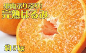 果肉ぷりぷり!完熟はるみ5kg　※2027年1月下旬頃〜2027年2月上旬頃に順次発送予定(お届け日指定不可) 【uot732】
