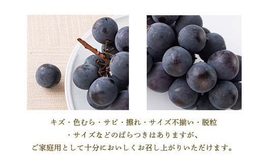 FYN6-060 《2026年先行予約》 ご家庭用 山形県産 シャインマスカット ピオーネ 2種詰合せ 約1.6kg(2～4房) 2026年8月下旬から順次発送 種無し ぶどう 葡萄 ブドウ マスカット 大粒 秋果実 果物 くだもの フルーツ 訳あり ワケアリ 家庭用 自宅用 産地直送 山形県 西川町 月山