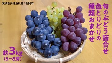 旬のぶどう詰合せ 色とりどりの種類おまかせ 約3kg(5～8房)（茨城県共通返礼品：石岡市） ぶどう シャインマスカット 巨峰 詰め合わせ 果物 フルーツ 旬 人気 産直 採れたて 新鮮 秋 国産 [EV003us]