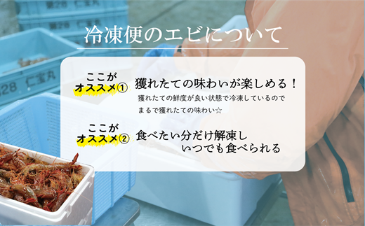 ＜ボタンエビ・シマエビ(冷凍) 1kg(各500g)＞北海道乙部町産 産地直送 阿部水産