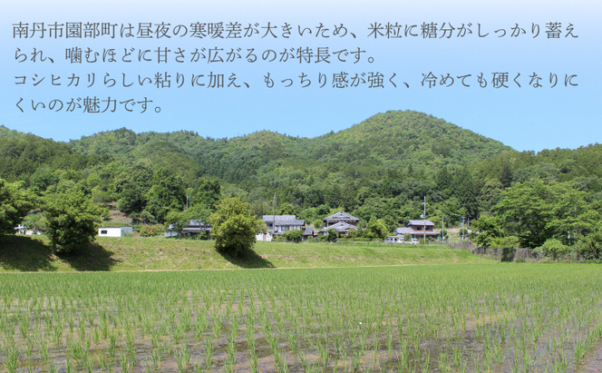 【先行予約】無洗米 令和8年産 コシヒカリ 10kg【 お米 米 コメ 精米 南丹市 】