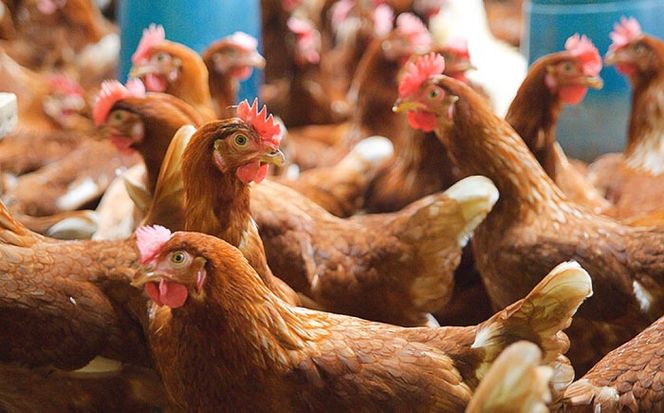 【腸活スープ】オリジナル ボーンブロス (150ml×14袋) ボーンブロススープ チキンスープ 美容 ダイエット 腸活 年内発送 沖縄市 / BoneBrothFactoryOkinawa[BCAK002] 