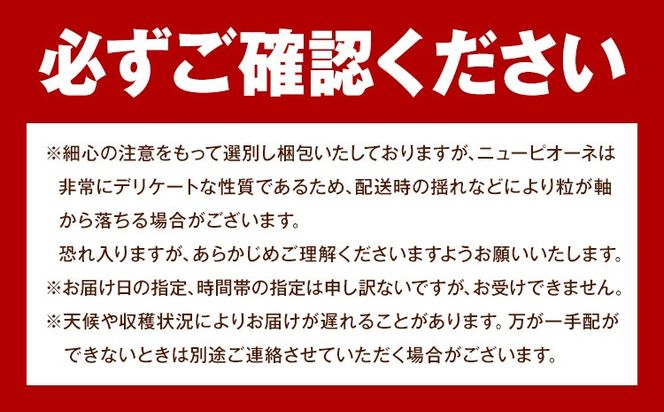 【2026年発送先行予約】ご家庭用 岡山県産 ニューピオーネ 1.2kg 2-3房 晴れの国おかやま館 《2026年9月上旬-10月上旬頃出荷》岡山県 矢掛町 葡萄 ぶどう 果物 スイーツ フルーツ デザート【配送不可地域あり】（離島）---ofn_choknp_ad9_25_15500_12---