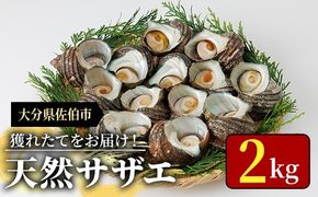 天然 サザエ (計2kg) 活サザエ 魚介 貝 活 活き つぼ焼き 壺焼き バーベキュー BBQ 獲れたて 魚介類 海鮮 おつまみ 魚貝 栄螺 冷蔵 大分県 佐伯市【AS154】【海べ】