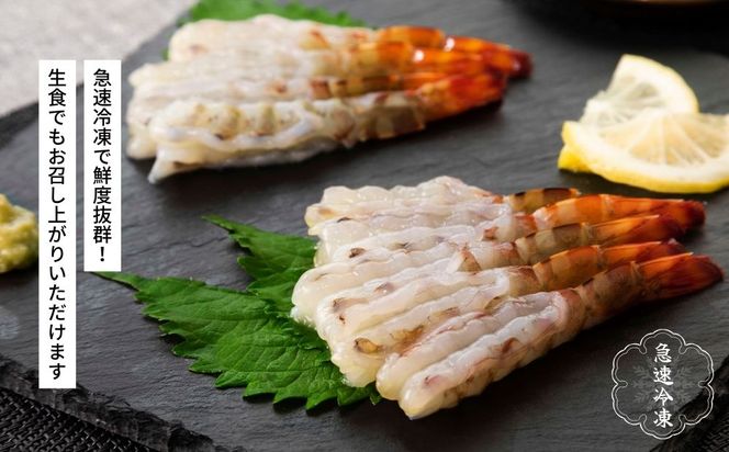 活〆還元車えび（急速冷凍・1Kg）【エナジック車海老養殖場】