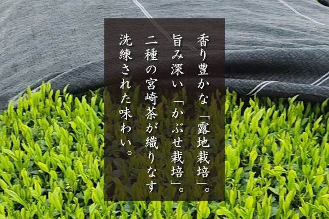 お茶 プレミアム ティーバッグ 露ぶせ 3g 12個 [谷岩茶舗 宮崎県 日向市 452061617] ティーパック 茶 緑茶 日本茶
