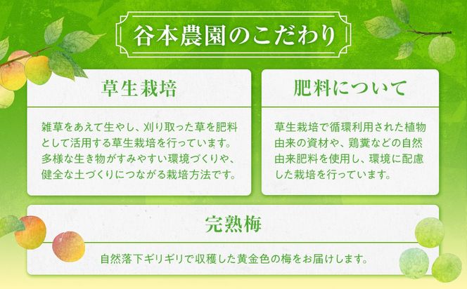 手もぎ 完熟南高梅 5kg 大粒 3Lサイズ以上 谷本農園 CX063
