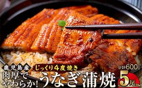 うなぎ 蒲焼 120g×5尾【鹿児島産】地下水で育てた絶品鰻 464686_AQ133