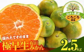 MK1081_【2026年先行予約】みかん 極早生 山から直送 箱込 2.5kg ( 内容量 2.3kg ) 採れたてそのままごろごろ規格 有田みかん 和歌山県産