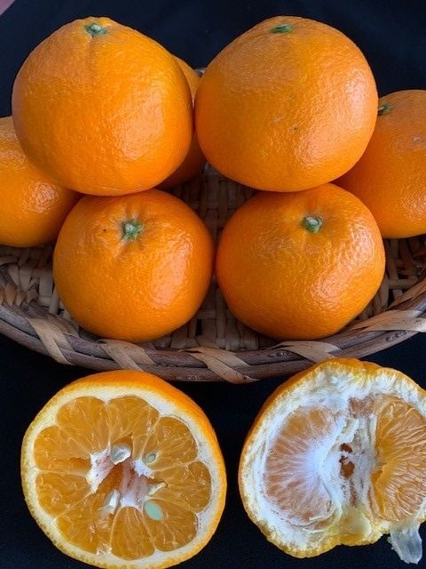 ya̎RLc쒬zn͂݃IW ԏGi 24`28ʓ CC44