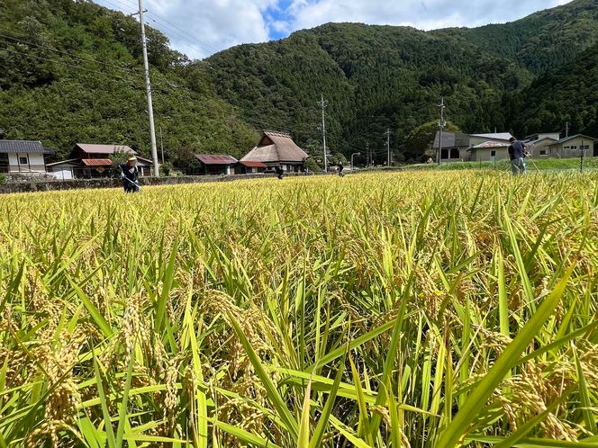 定期便 6回　料理旅館きぐすりや　令和7年産 　特別栽培米キヌヒカリ 10kg