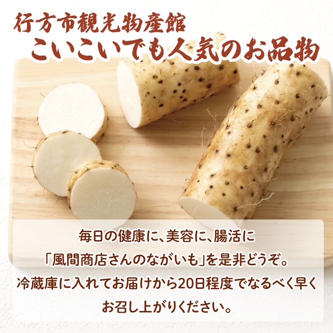 【2025年12月より順次発送】風間商店さんのながいも 約2kg(6～7本)｜ながいも いも 芋 長芋 野菜 やさい 人気 美容 健康 腸活 味噌汁 天ぷら 茨城県 行方市 行方市産(HO-1)