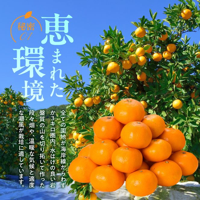 V7444_【2026年先行予約】田村みかん／特選ギフト品10kg【Sサイズ】赤秀