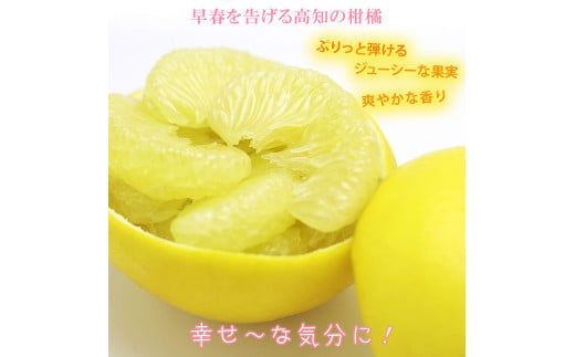 【先行予約】＼果樹園直送／贈答品 土佐文旦 約10kg  大玉 4L～3Lサイズ (13～18個入り)〈2027年2月中旬～3月中旬頃発送〉 高知県 土佐市【白木果樹園】 [BQAI004]