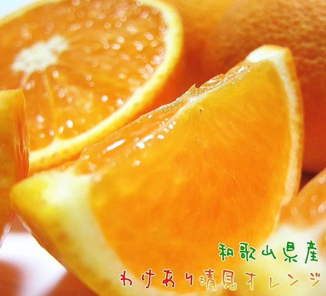 有田育ちの 完熟 清見 オレンジ（ご家庭用）約1.5kg［先行予約］［MS166］ 303446_XD90314