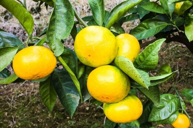  【年4回定期便】【愛媛県産】田縁農園の四季物語　春：瓢柑（7kg）、夏：果樹100%ストレートジュース（720ml×3本 / みかん、せとか、不知火）、秋：早生みかん（10kg）、冬：甘平（2kg） IKTA010