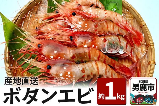 産地直送 ボタンエビ 約1kg！ ぷりっぷりでとろける甘さ お刺身や海鮮丼に 秋田県 男鹿市 萬漁水産 [産地直送]|23_mgs-031001