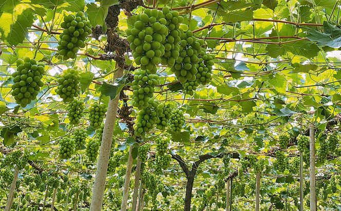 ぶどう 2026年 先行予約  【平均糖度20度】 ご家庭用 農家こだわりの シャイン マスカット 3～5房 合計約2.0kg ブドウ 葡萄 岡山県産 国産 フルーツ 果物 【 Nini farm 農家 直送 】 岡山のぶどう デザート