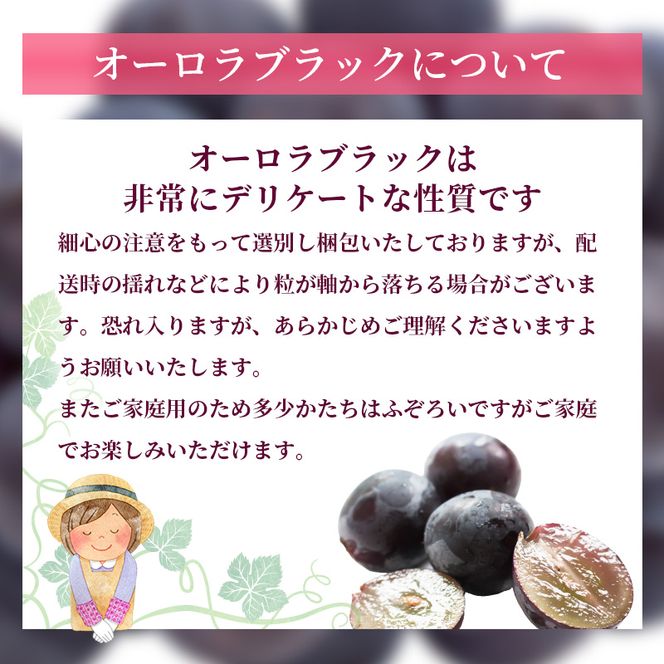 ぶどう 2026年 先行予約 ご家庭用 オーロラブラック 2～3房 合計約1.2kg ブドウ 葡萄  岡山県産 国産 フルーツ 果物 ギフト